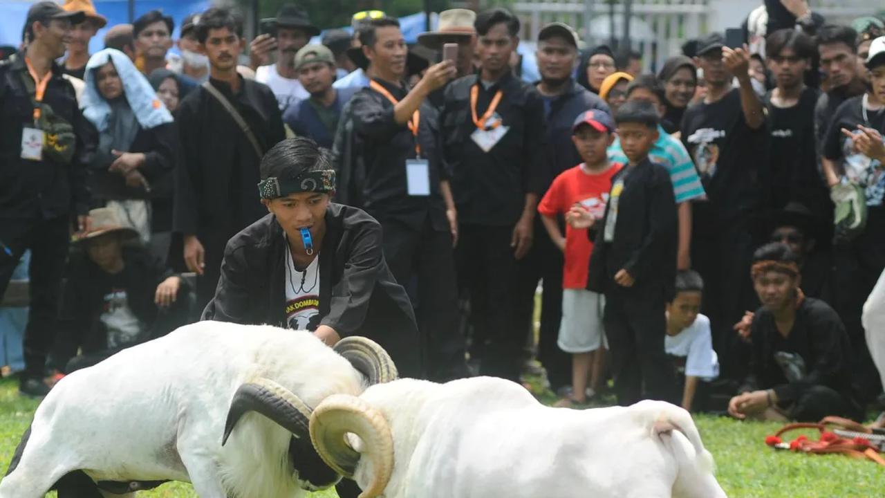 Tak hanya orang dewasa, anak kecil pun juga tampak asyik menyaksikan adu domba dari luar pagar yang mengelilingi arena.<br>