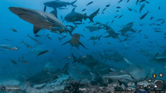 7. Berenang dengan Hiu (Google Earth)