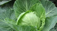 6 Manfaat Mengonsumsi Sayur Kol yang Masih Jarang Diketahui