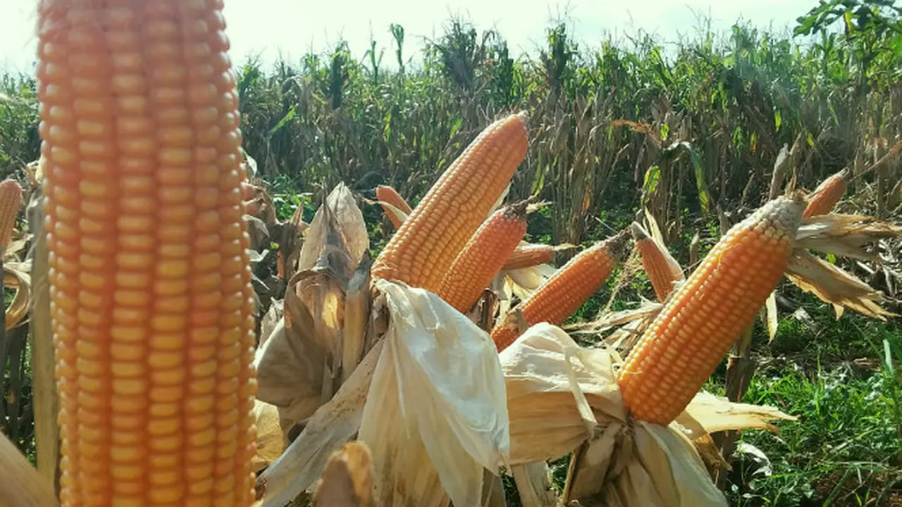 Jagung