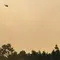 Helikopter Diterjunkan Atasi Kebakaran Lahan Gambut di Pulau Pisau