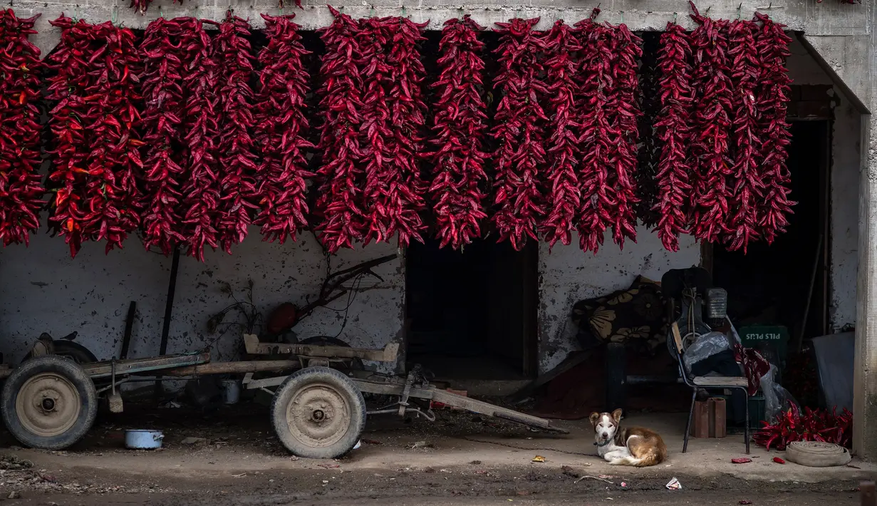 Seekor anjing bersantai di rumah yang dipenuhi jemuran paprika di Desa Donja Lakosnica, Serbia, Senin (25/9). Saat musim gugur, seluruh desa berubah menjadi kemerahan karena banyak paprika yang dijemur di tembok hingga atap rumah. (ANDREJ ISAKOVIC/AFP)