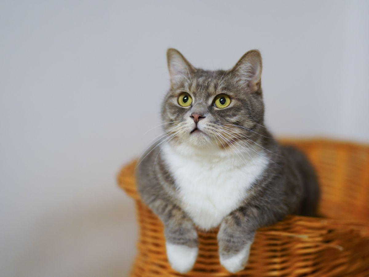 Beberapa Jenis Kucing Suka dengan Air