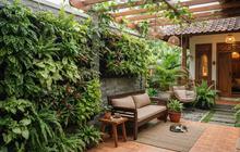 8 Tanaman yang Cocok untuk Menghijaukan Dinding Teras Tanpa Banyak Pot, Tampil Rapi, Teduh dan Elegan