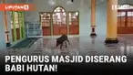 Geger! Babi Hutan Masuk Masjid saat Diburu Warga