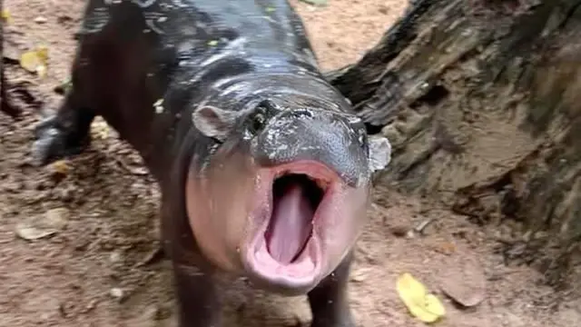 Ilustrasi seekor bayi kuda nil Moo Deng