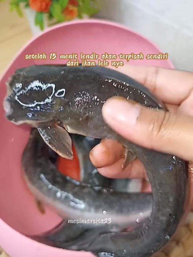 Cuma Pakai 2 Bahan, Begini Cara Hilangkan Lendir pada Ikan Lele Tanpa Perasan Jeruk Nipis