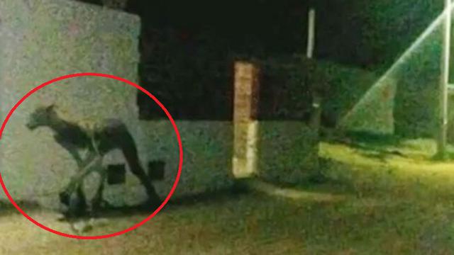 Bikin Merinding, Penampakan Mahluk Aneh di Argentina Terekam Kamera