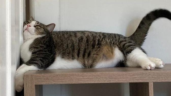 10 Potret Tingkah Laku Kucing yang Membuat Manusia Heran. Sumber: Reddit