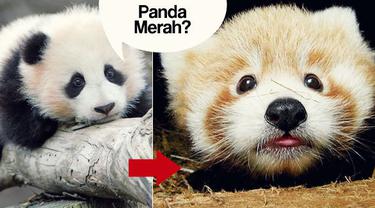 Bayi Panda Merah Yang Cute Ayo Kenalan Fashion Fimela Com