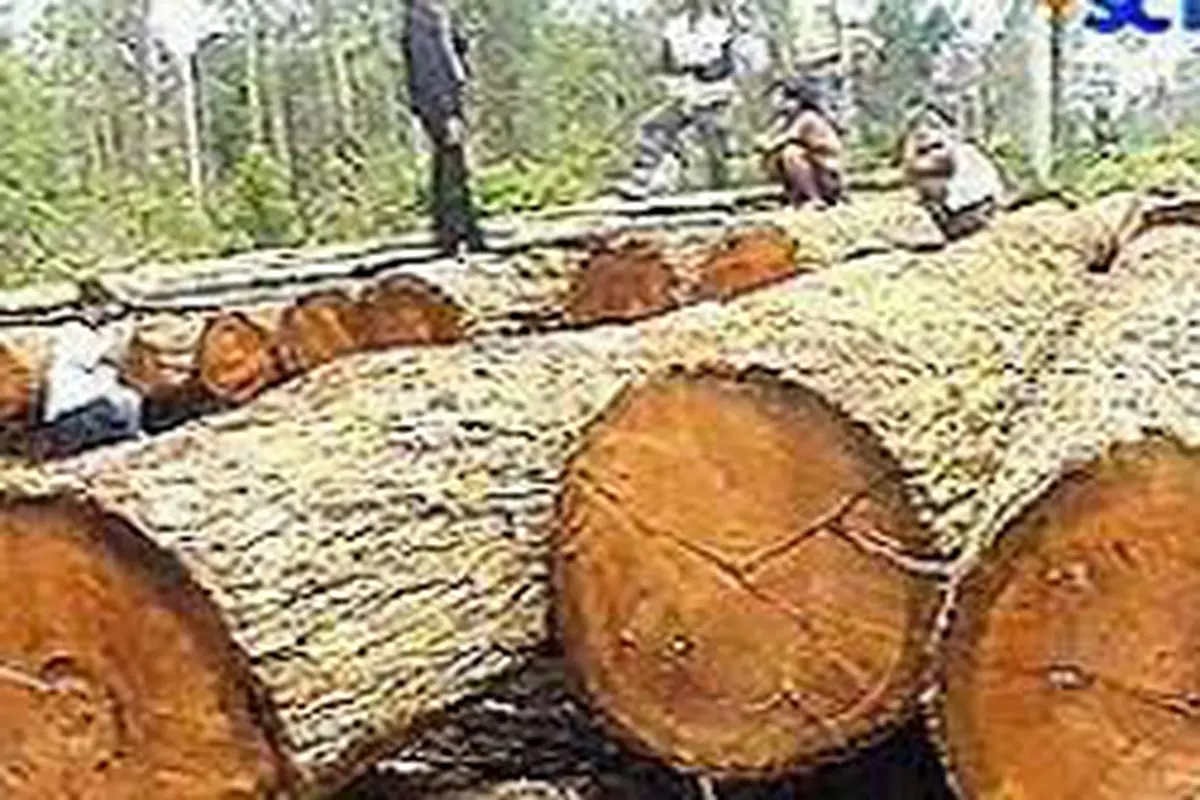 Kayu Gelondongan