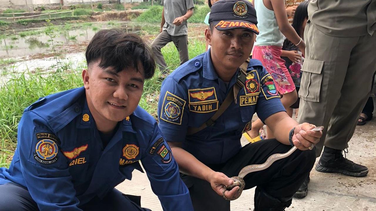 Setelah dilakukan pembongkaran lantai teras rumah tersebut, petugas kemudian mengevakusi ular tersebut dan didapatkan 1 ekor induk ular sanca dan 7 ekor anakan.