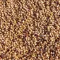Sorgum bisa menjadi sumber pangan alternatif pengganti beras (dok. Pixabay/ Vijayanarasimha)