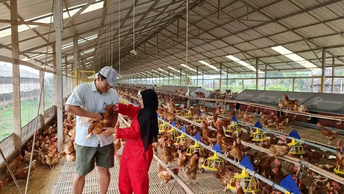 Telur Ayam Free-Range