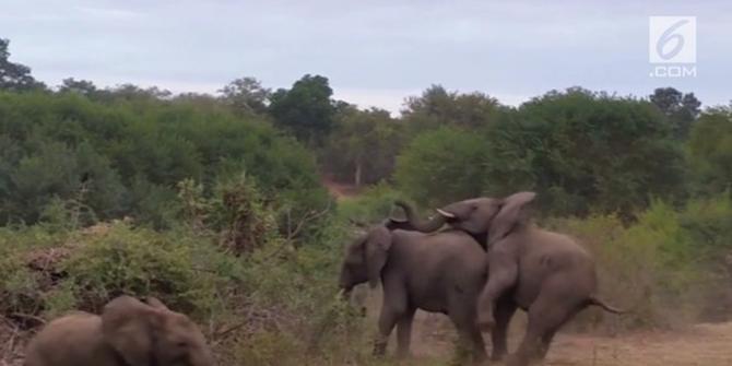VIDEO: Detik-Detik Gajah Terjatuh Saat Sedang Bercinta