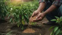 Cara Pemupukan Cabai yang Benar Sesuai Fase agar Berbuah Lebat, Jangan Lakukan Kesalahan Ini