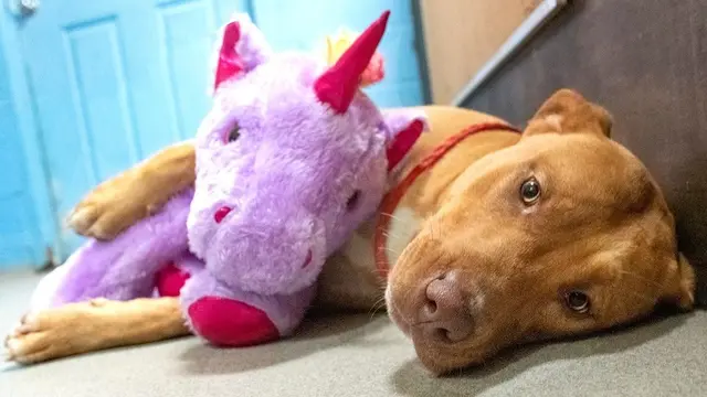 Seekor Anjing Dapat Hadiah Boneka Unicorn Setelah Mencoba Mencuri Hingga 5 Kali.