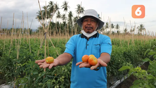 Suharianto (56 th), petani penyintas bencana di Kabupaten Sigi menunjukkan tomat hasil panen dari lahan yang disewanya pascabencana
