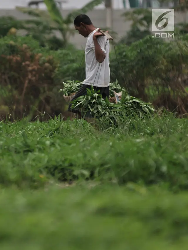 Aktivitas Petani Sayuran di Ibu Kota Melawan Kemarau