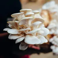 ilustrasi jamur tiram/copyright By Ivan Trizlic from Shutterstock