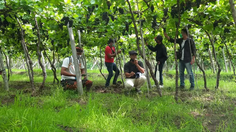 Nikmati Pagi di Kebun Anggur Hatten Wines Vineyard Bali