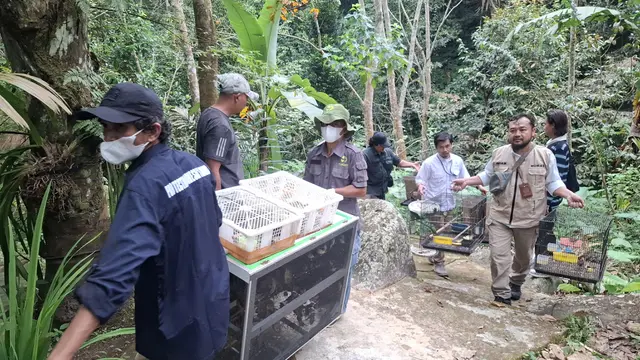 Modus Baru Penyelundupan Satwa Asal Pekanbaru ke Pulau Jawa Terbongkar di Lampung, 807 Burung Disembunyikan di Sasis Kendaraan Truk Ekspedisi