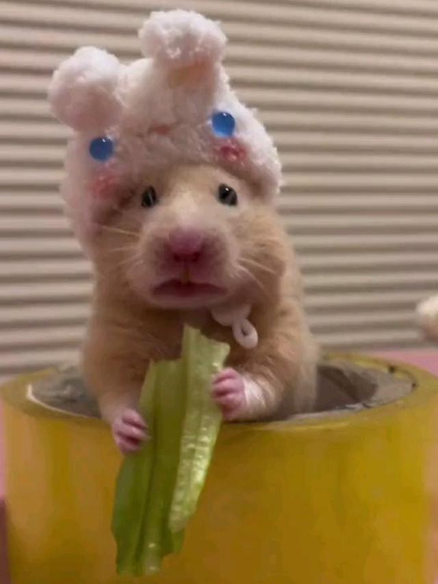 7 Potret Lucu Hamster saat Didandani Ini Tampil Menggemaskan