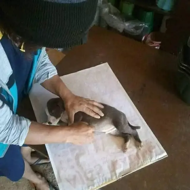 6 Potret Aksi Nyeleneh Anak saat Menjiplak Gambar, Ada yang Pakai Kucing