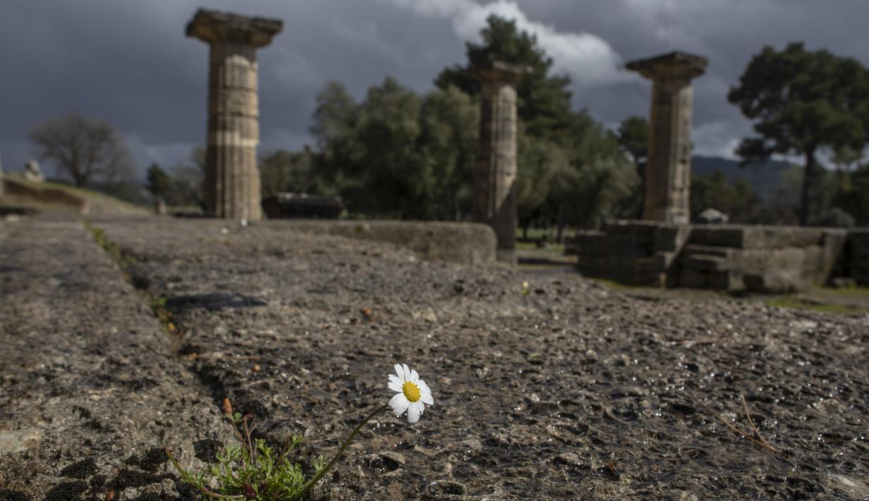 Bunga aster tumbuh di kuil Hera di Olympia, tempat penyelenggaraan Olimpiade Yunani Kuno, Senin (23/3/2021). Pemerintah Yunani membuka kembali situs-situs kuno secara nasional untuk memulai lagi musim pariwisata pada pertengahan Mei mendatang. (AP Photo/Petros Giannakouris)