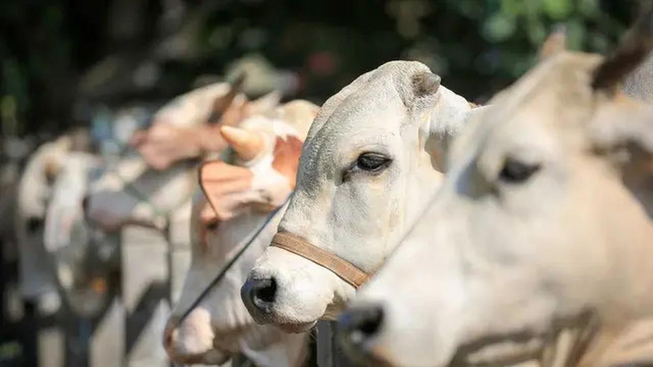 Naskah Khutbah Idul Adha 2025 Bahasa Jawa: Hikmah Kurban, Nyembelih Roso Kepemilikan