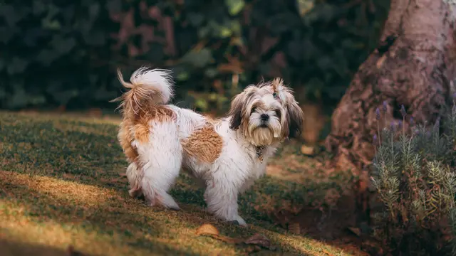 Shih Tzu