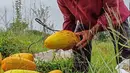 Petani menjual hasil panen kepada tengkulak dengan harga bervariasi. (merdeka.com/Arie Basuki)