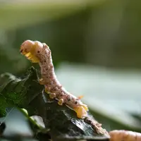 Ilustrasi ulat sutera/credit: pixabay.com