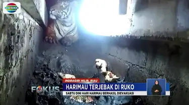 Sempitnya ruangan di bawah ruko, tepatnya di bawah saluran pembuangan air yang tidak sampai 1 meter tingginya menyulitkan upaya Tim BBKSDA Riau untuk mengevakuasi.