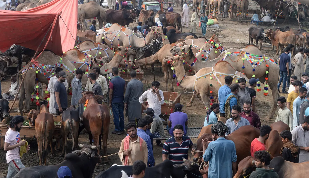 Aktivitas pedagang ternak dan pembeli di pasar hewan yang disiapkan untuk Idul Adha di Lahore, Pakistan, Minggu (4/8/2019). Umat Islam di seluruh dunia akan merayakan Hari Raya Idul Adha yang identik dengan tradisi berkurban seperti kambing, domba, onta, sapi dan kerbau. (ARIF ALI / AFP)