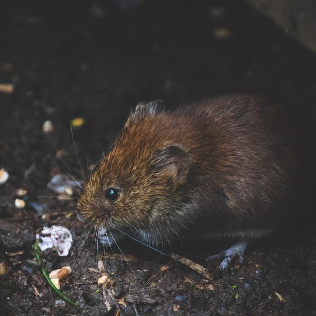 7 Tanda Tikus Aktif di Rumah yang Jarang Disadari, Jangan Disepelekan Kehadirannya