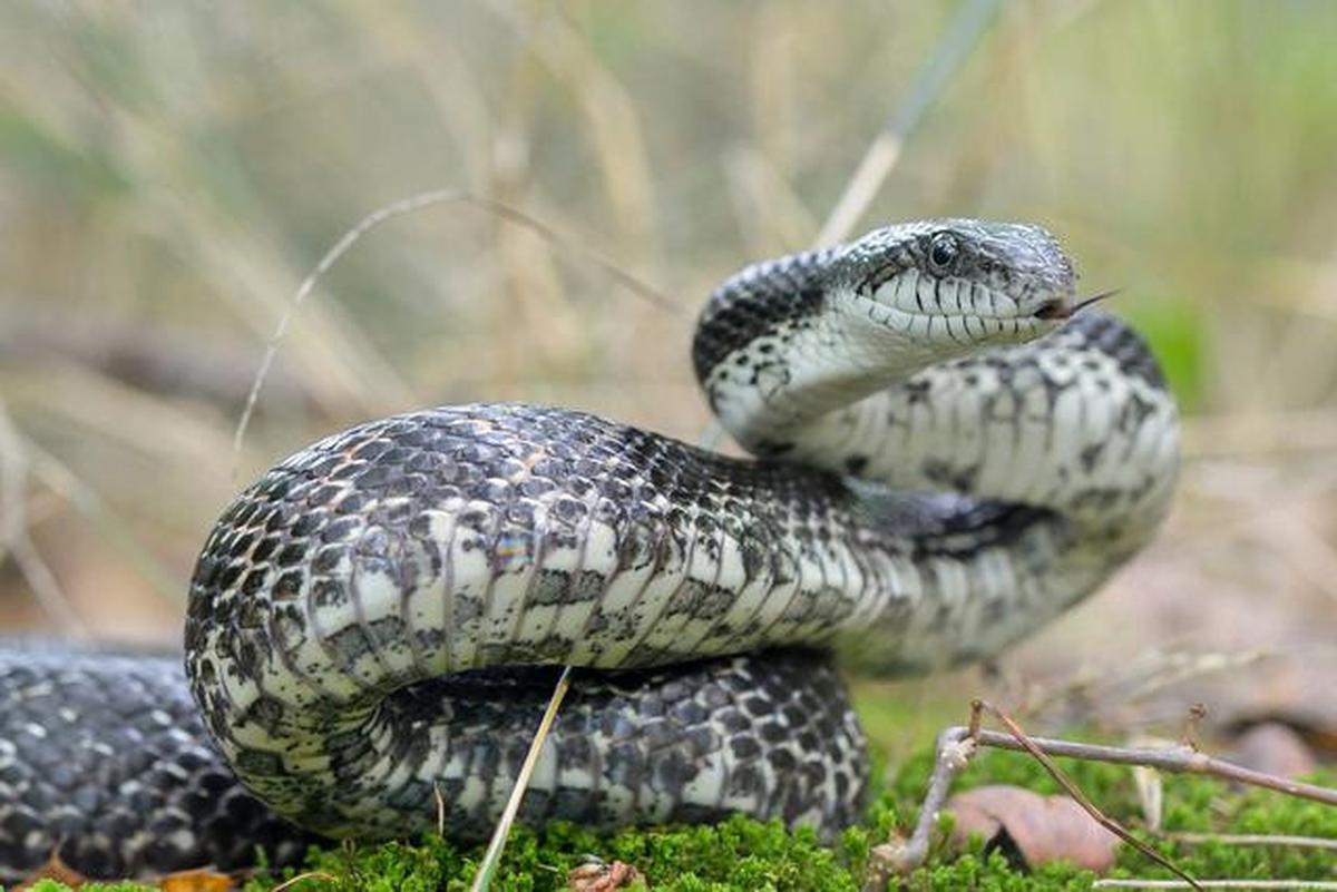 Ular Gray Rat Snake (Pantherophis alleghaniensis).