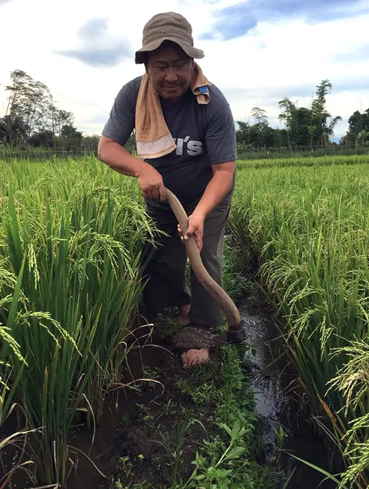 Melalui laman facebooknya, mantan Kabareskrim Komjen (Purn) Susno Duadji, yang dulu ramai dalam kasus "Cicak Vs Buaya" ini menuturkan kisahnya menjadi petani yang menjumpai problem nyata yang dihadapi semua petani. (www.facebook.com/susno2g)