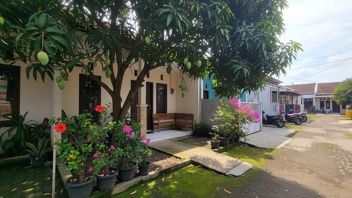 12 Jenis Pohon Buah yang Cepat Tinggi Tapi Akarnya Tetap Aman untuk Rumah