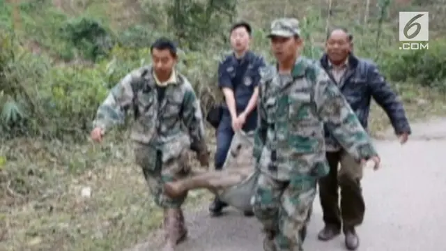 Gajah berusia 1 bulan ditemukan terjebak di parit usai terjatuh dari bukit.