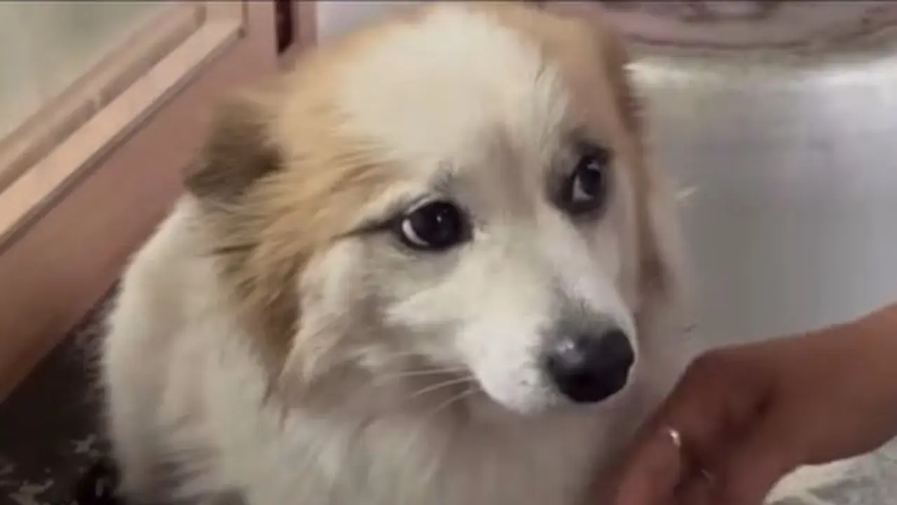 Pudding, anjing peliharaan yang pemiliknya jadi korban tewas kecelakaan pesawat Jeju Air 2216.