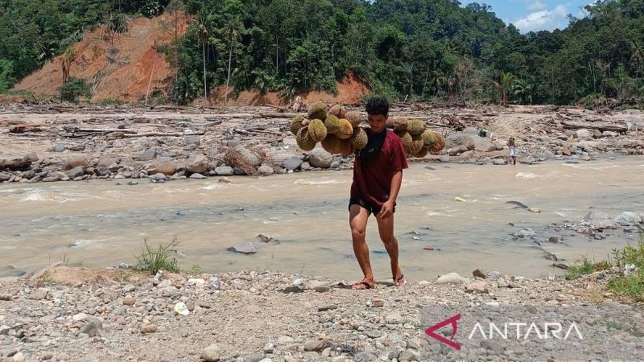 Jembatan Putus Sibio-bio: Warga Tapteng Terpaksa Terobos Sungai Deras Angkut Hasil Pertanian