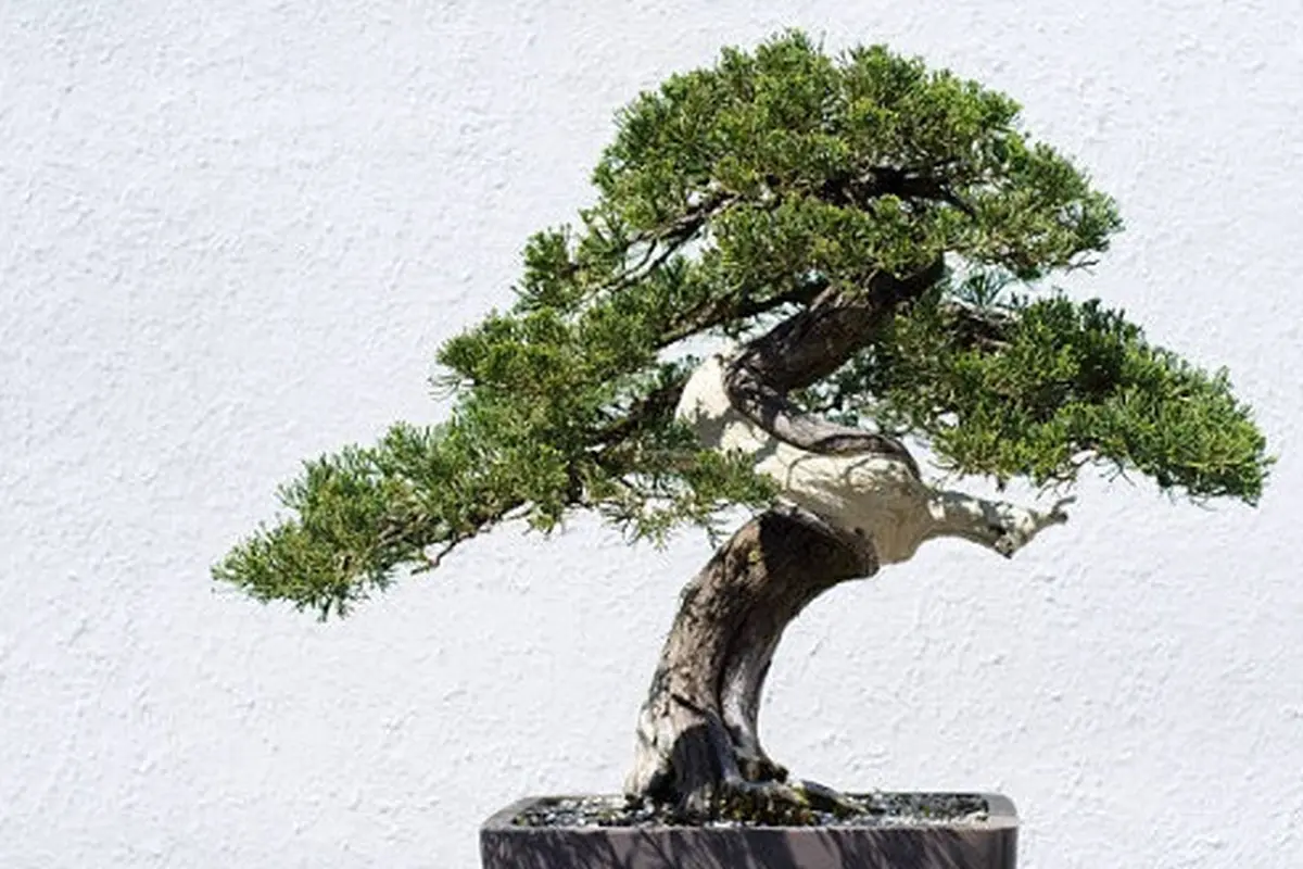 5 Cara Membuat Bonsai bagi Pemula, Mudah dan Cocok untuk Hiasan Interior