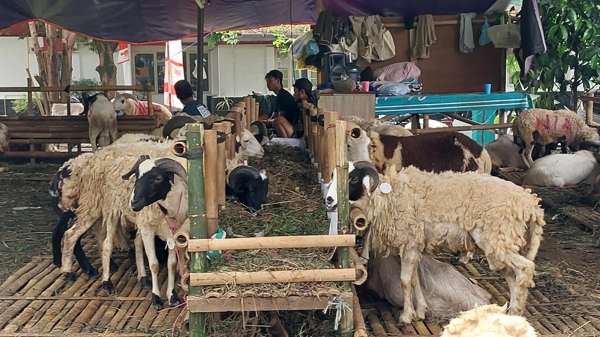 Harga Kambing Kurban Idul Adha 2025, Cek di Sini