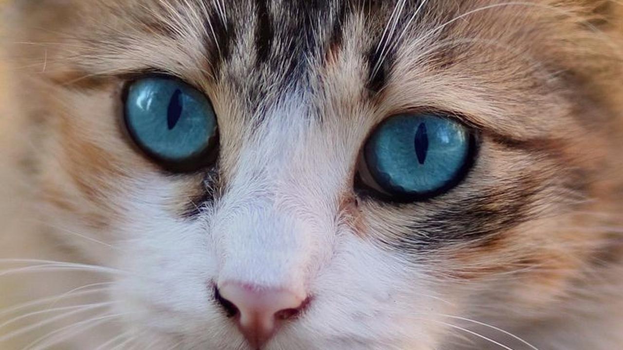 Viral Kisah Wanita Ditinggal Mati Kucing Kesayangannya Seminggu usai Menikah, Ungkap Penyesalan Ini