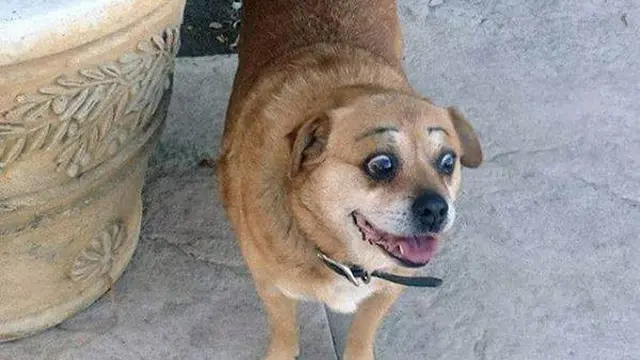 8 Potret Anjing Pakai Makeup Seperti Alis Ini Bikin Ekspresinya Kocak