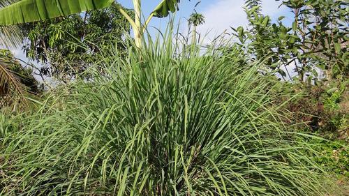 Ilustrasi Serai, Tanaman Hias yang Mengundang Ular ke Rumah