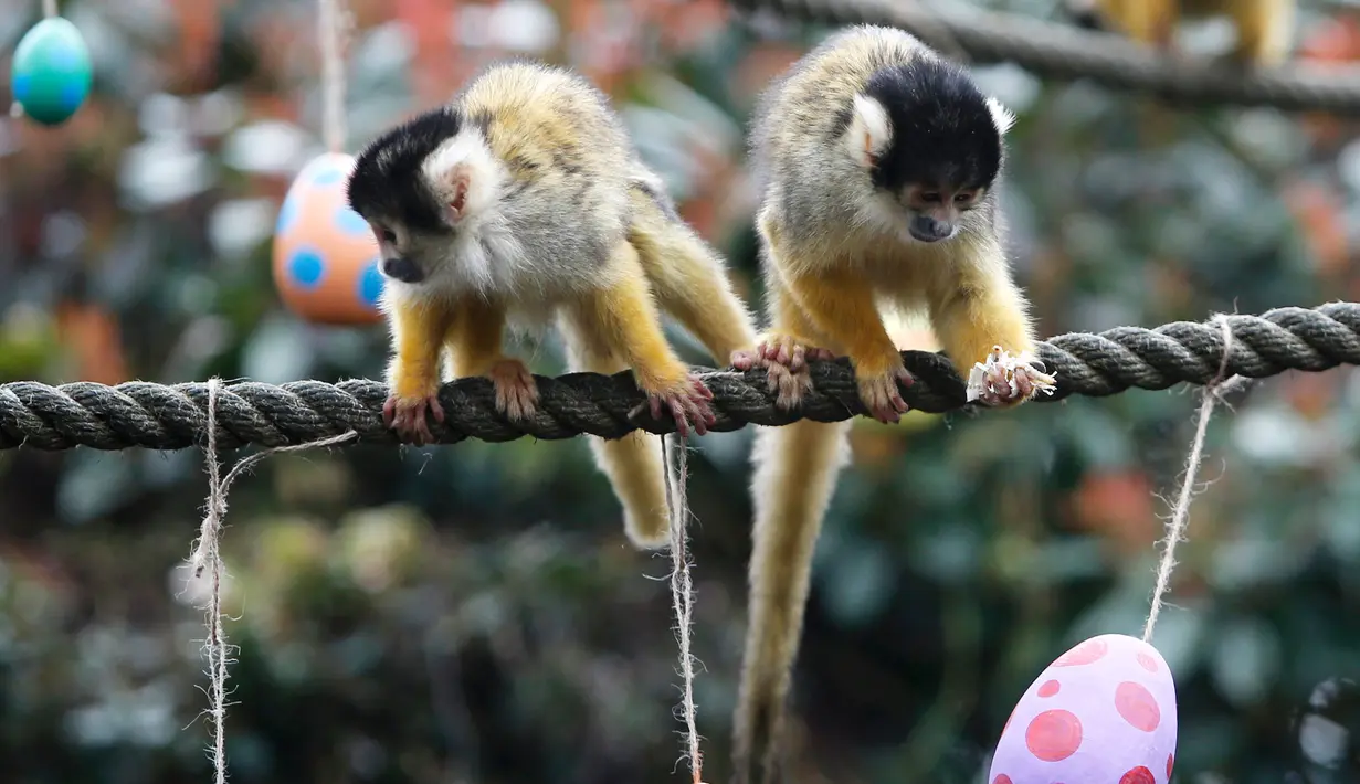 Sepasang monyet tupai mencari makanan dari telur Paskah yang disediakan Kebun Binatang London, Inggris, Kamis (29/3). Kebun Binatang London sengaja membuat pertunjukan ini untuk menarik pengunjung selama libur Paskah. (AP Photo/Alastair Grant)