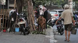Warga melihat hewan kurban di salah satu lapak yang berada di trotoar, Jakarta, Senin (5/8/2019). Meski Pemprov DKI Jakarta telah melarang, sejumlah pedagang nekat berjualan hewan kurban di trotoar dengan alasan tidak memiliki lahan. (merdeka.com/Iqbal S. Nugroho)