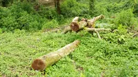 Ulama Sukabumi Bantah Dukung Pembabatan Hutan Gunung Salak Demi Pariwisata